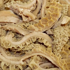 Beef Tripe
