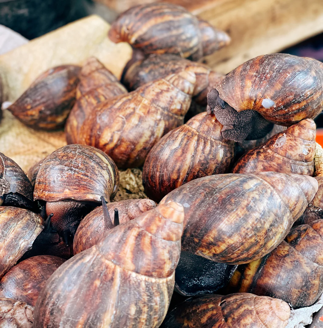 Fresh snails