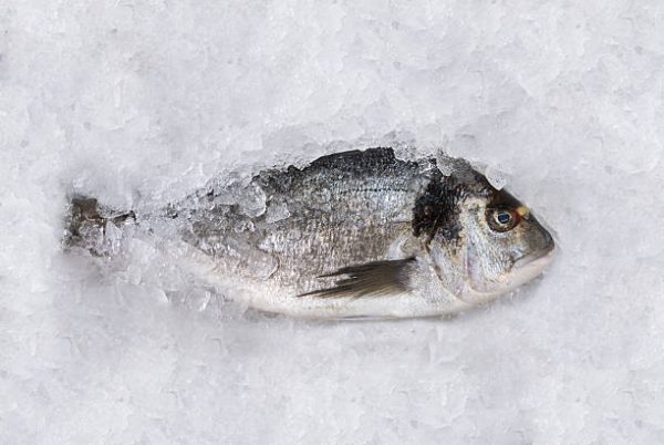GRAY FISH