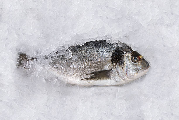 GRAY FISH