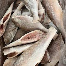 Croacker Fish