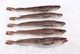 whitining fish