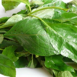 TIMTEM SCENT LEAVE