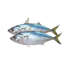 BANGA FISH
