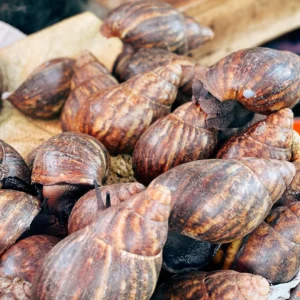 1STOP FRESH SNAIL