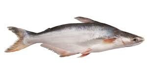 PANGASUS FISH