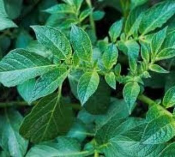 POTATO LEAVES