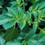 POTATO LEAVES