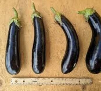 RUKER EGG PLANT