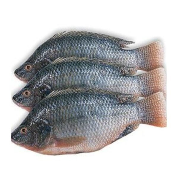 Frozen Tilapia