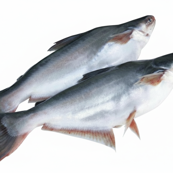 Pangasius Fish