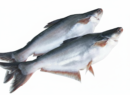 Pangasius Fish