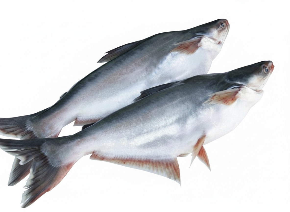 Pangasius Fish
