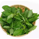 Fresh Jute Leaves