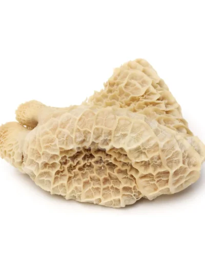 Frozen Honeycomb Beef Tripe